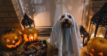 Halloween Pet Safety Tips