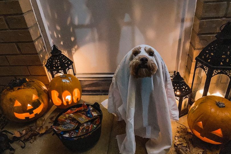Halloween Pet Safety Tips