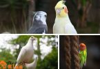Pet Bird for Your Kid