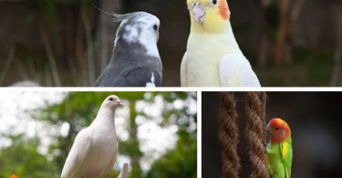 Pet Bird for Your Kid