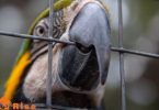 Signs of Stress in Birds