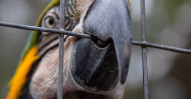 Signs of Stress in Birds