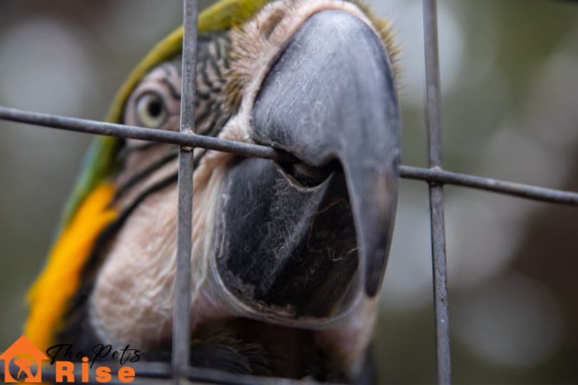 Signs of Stress in Birds
