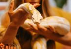 best pet snake
