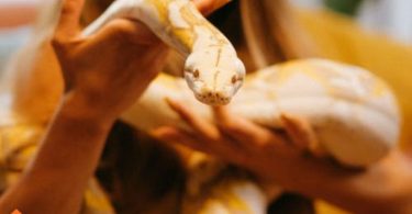 best pet snake