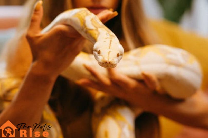 best pet snake