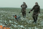 bird hunting dog breeds