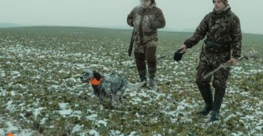 bird hunting dog breeds
