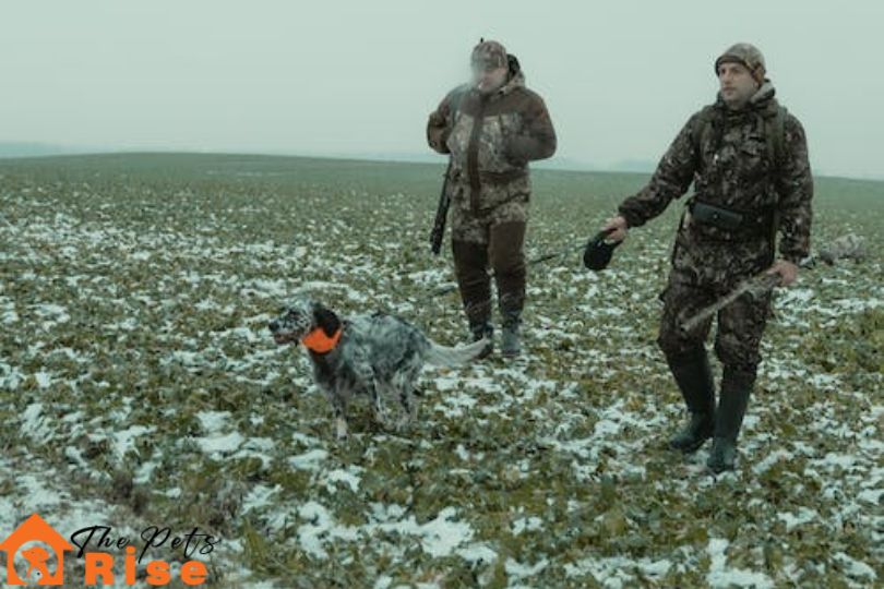 bird hunting dog breeds