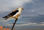 birds of prey