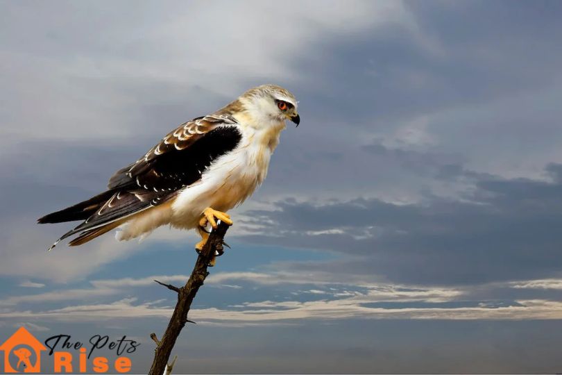 birds of prey
