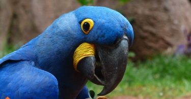 blue parrot breeds