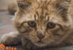 cat depression