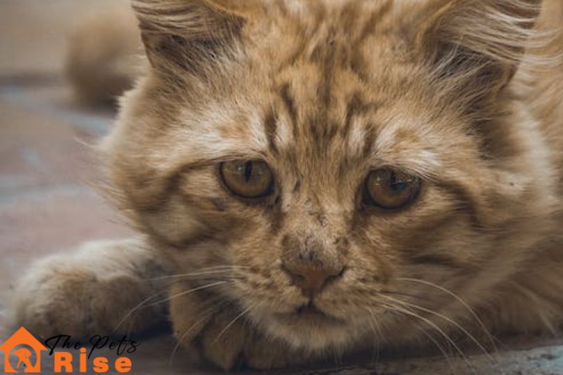 cat depression