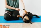 dog training