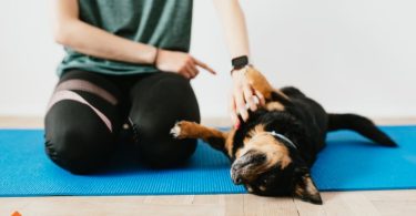 dog training