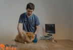 emergency vets