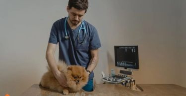 emergency vets