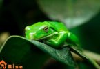frogs as pets