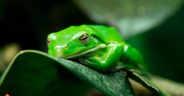 frogs as pets