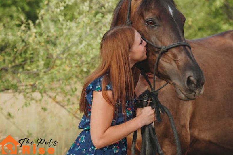 horse care tips