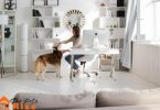 house clean with pets