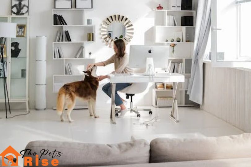 house clean with pets