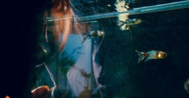 saltwater tank algae