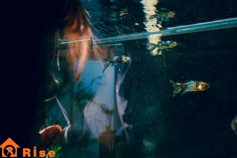 saltwater tank algae