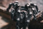 spider as pet