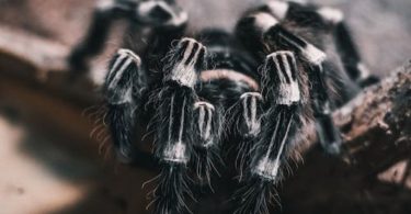 spider as pet