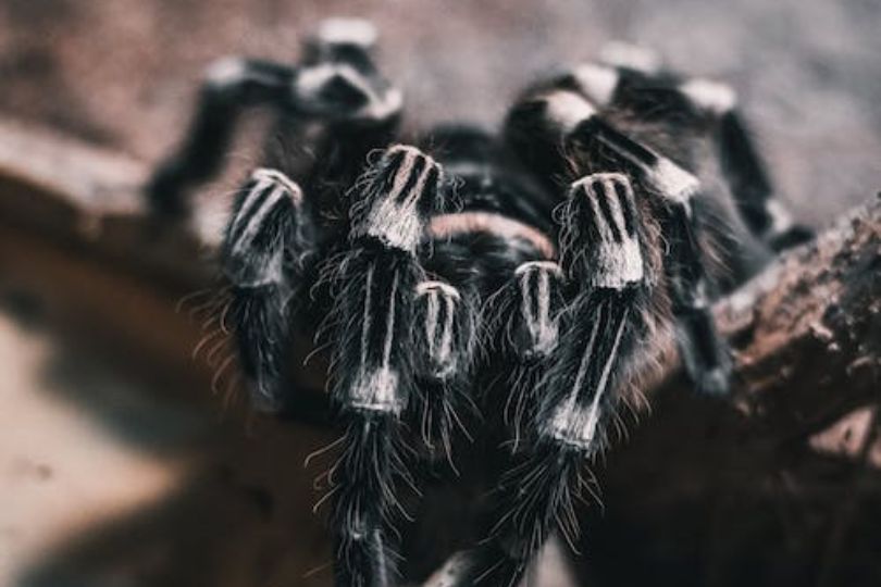spider as pet