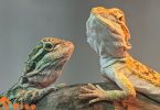 bearded dragons facts