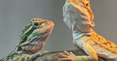 bearded dragons facts
