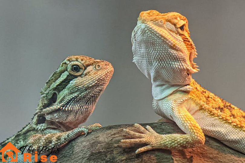 bearded dragons facts
