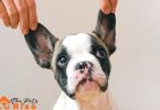 what do dogs hate