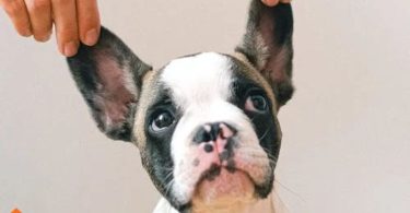 what do dogs hate