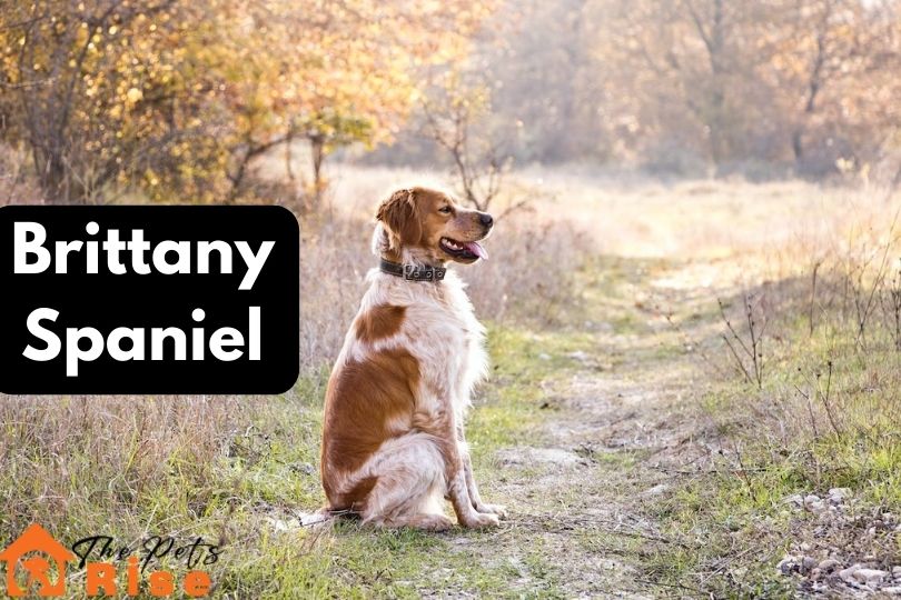 Brittany Spaniel