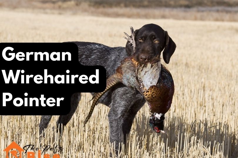 German Wirehaired Pointer