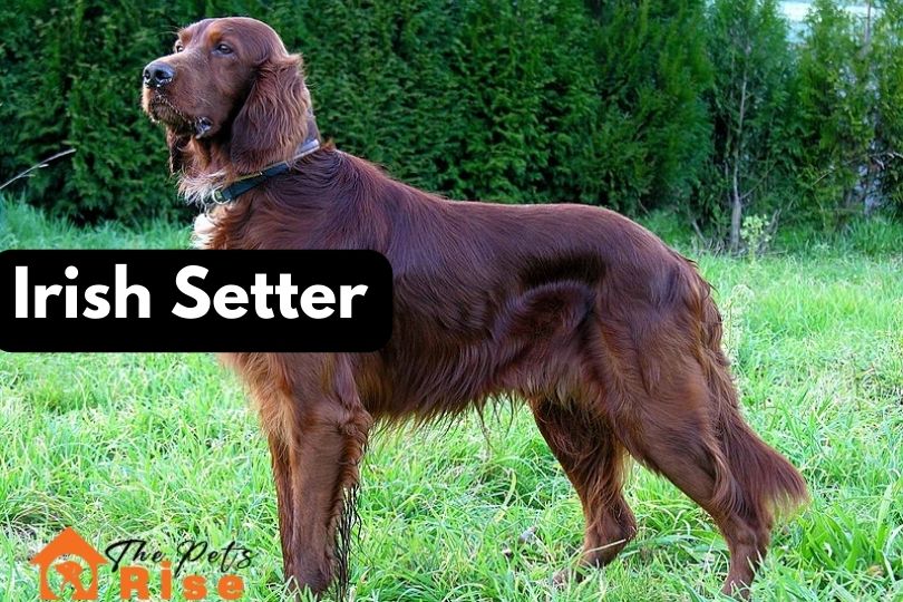 Irish Setter