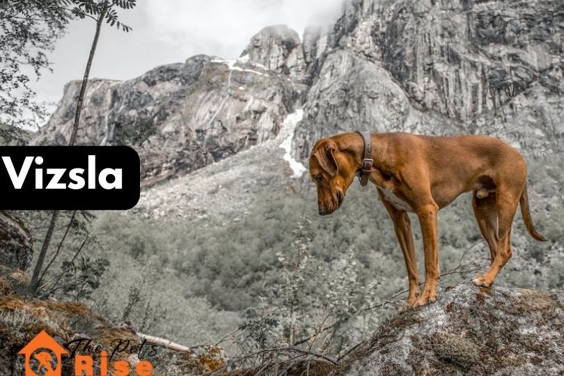Vizsla