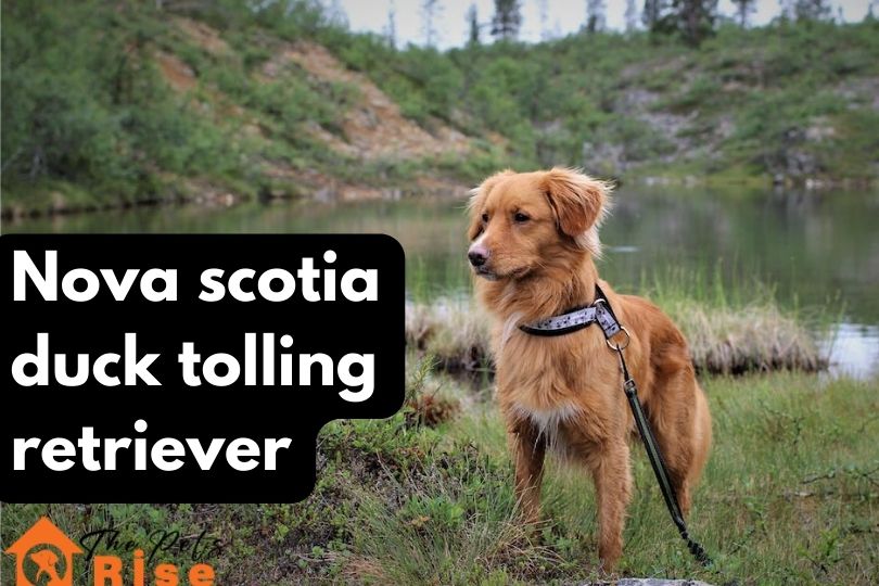 Nova Scotia Duck Tolling Retriever