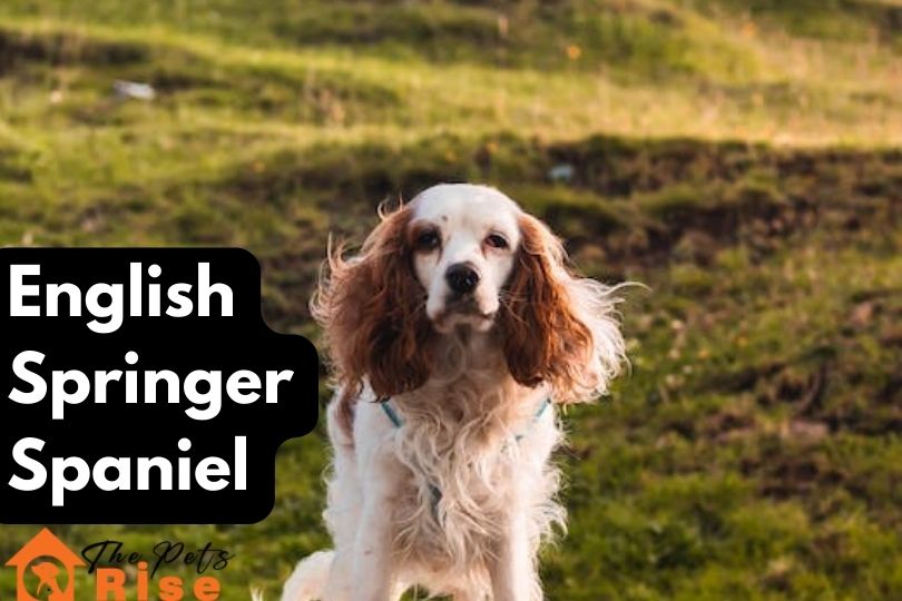 English Springer Spaniel