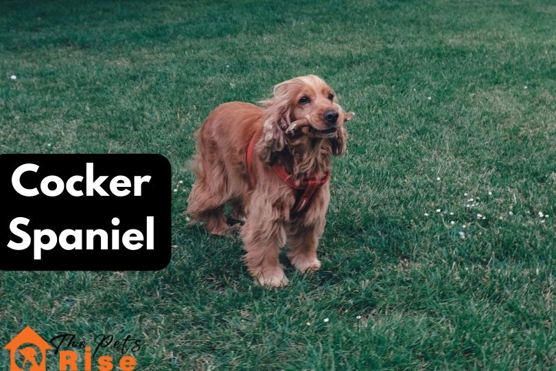 Cocker Spaniel