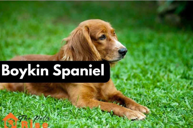 Boykin Spaniel