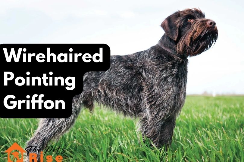 Wirehaired Pointing Griffon