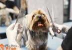 Dog Grooming at Home
