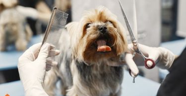 Dog Grooming at Home