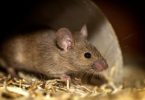 Rat Control