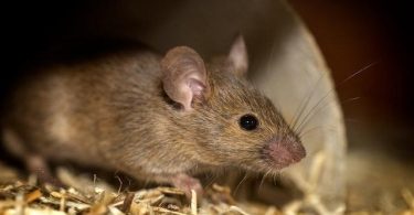 Rat Control